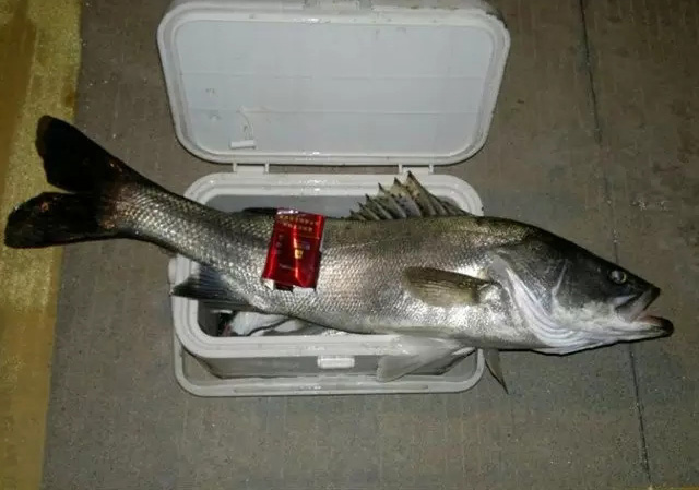 海钓怎么保持养殖虾的活性,活虾怎么保持活性