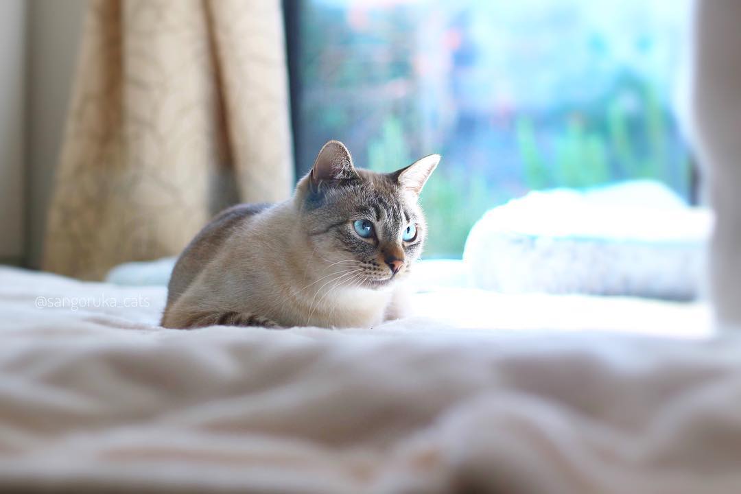 除虫菊酯多少可以使猫中毒,猫咪除虫菊中毒怎么办