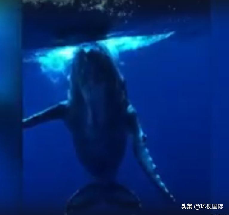 潜水员和虎鲸玩耍,蓝鲸和潜水员