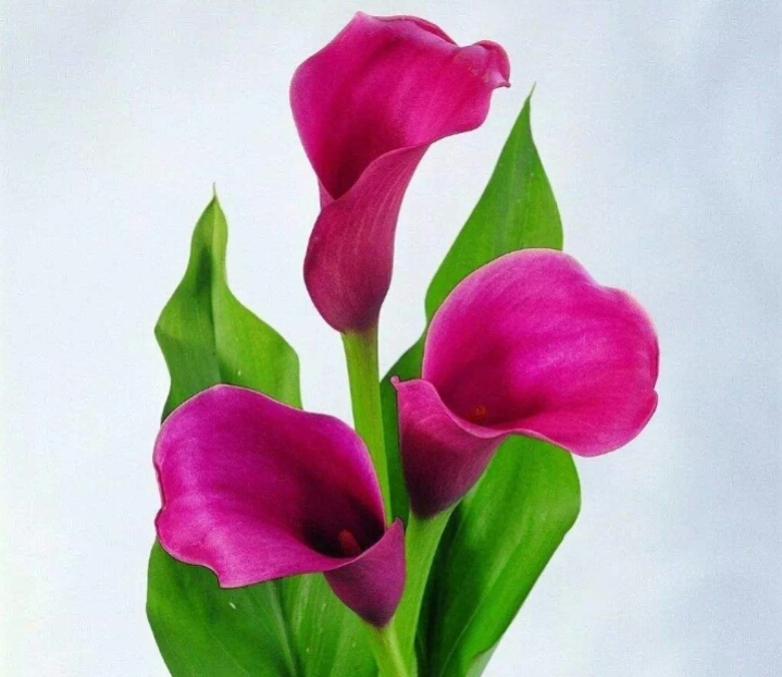 彩色马蹄莲怎么养爱开花图片,彩色马蹄莲夏季的养殖方法