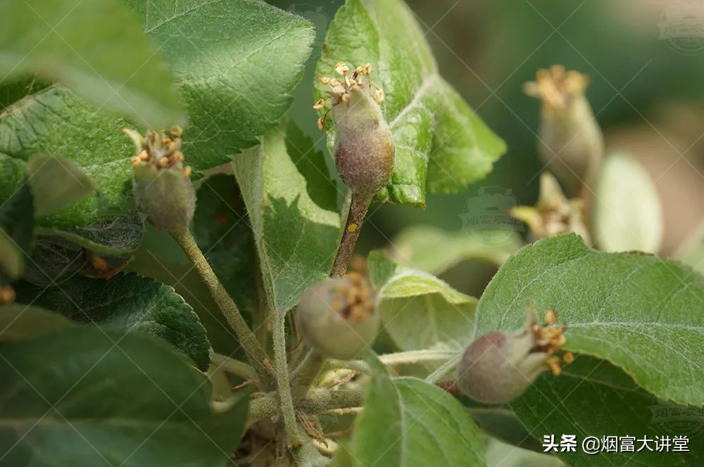 怎么增加树的叶绿素,叶绿素对树的作用