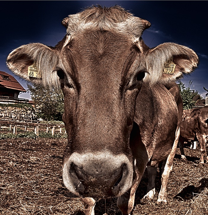 鱼眼镜头视频教程,鱼眼镜头设置标准镜头