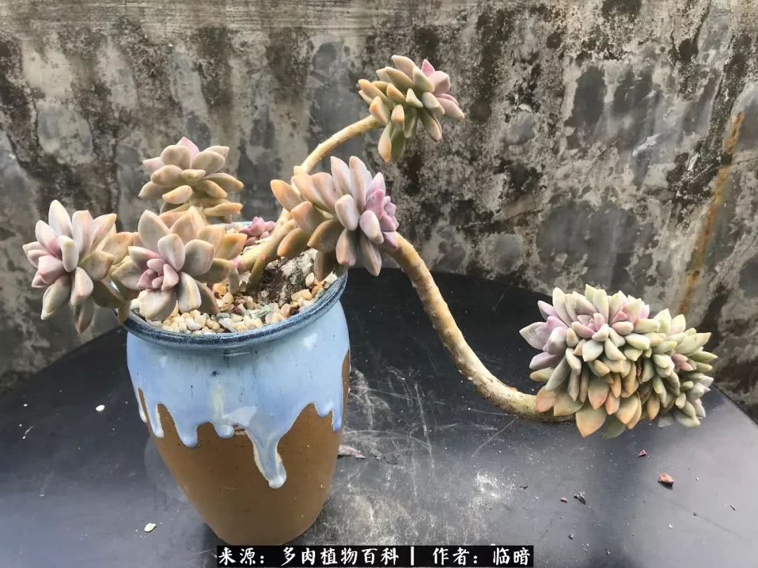 多肉带给我的感情,多肉给人们带什么作用