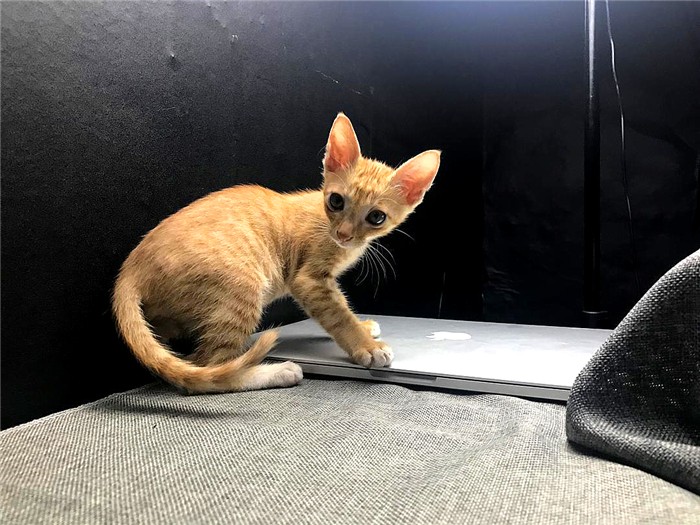 宠物店买猫中遇到的三个坑点，挑选健康幼猫需把控好细节