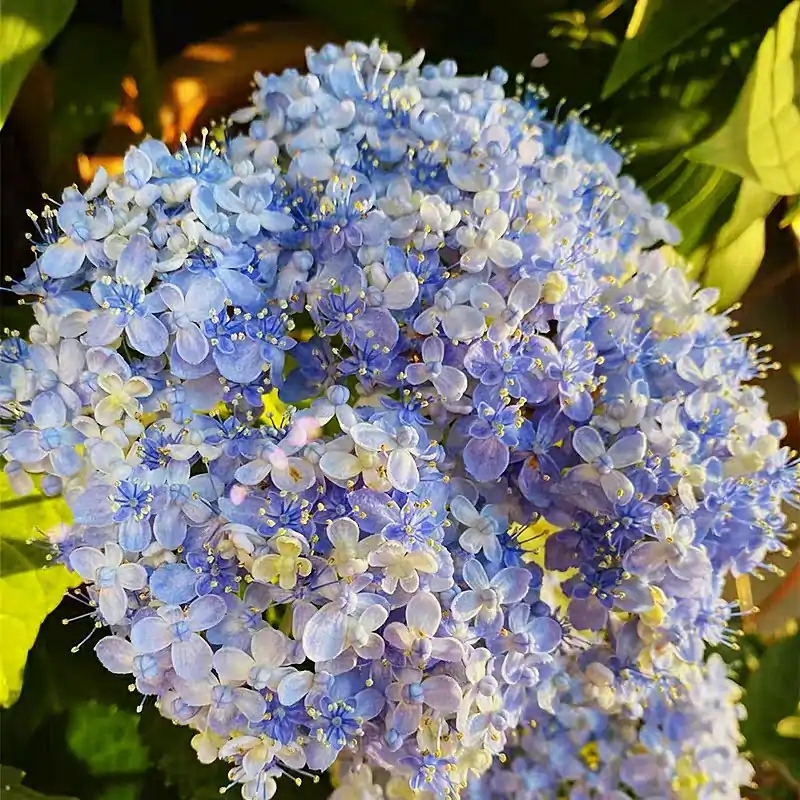 这“38种花”，当你开始收集品种时，你已入坑颇深