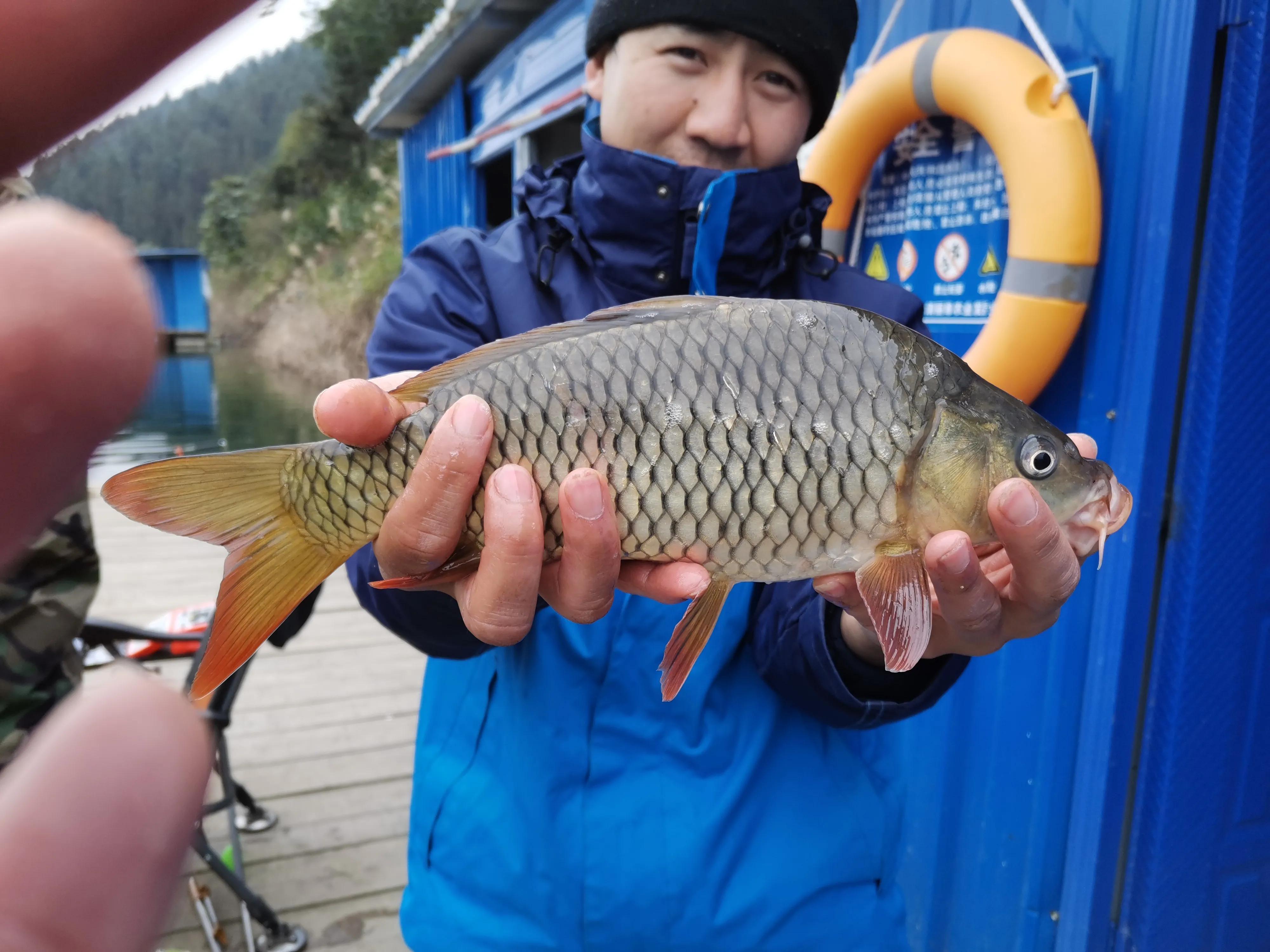 文山马鹿塘水库钓罗非鱼怎么样,文山马鹿塘水库野钓多少公里