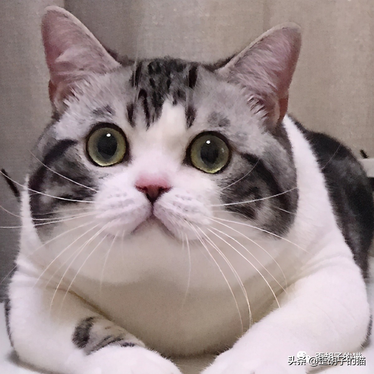 「歪胡子的猫」盘点中美日动漫中的猫咪现实中的样子