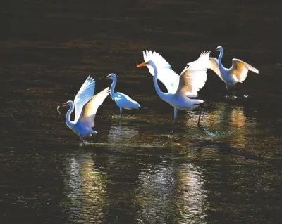 娓呮渤婊ㄦ按缁垮粖澶滄櫙,娓呮渤婊ㄦ按缁垮粖鍥剧墖