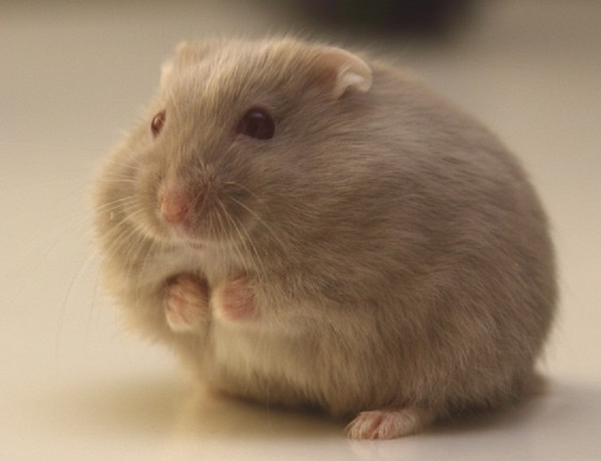 十大仓鼠,5种最不易死的仓鼠