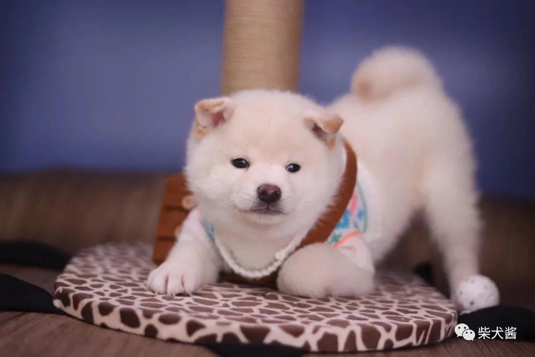 柴犬得皮肤病怎么办,柴犬得皮肤病了怎么办