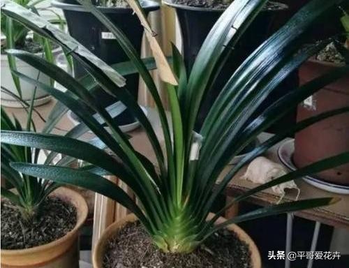 养君子兰的正确方法怎么浇水,8月份君子兰花怎么养才能旺盛