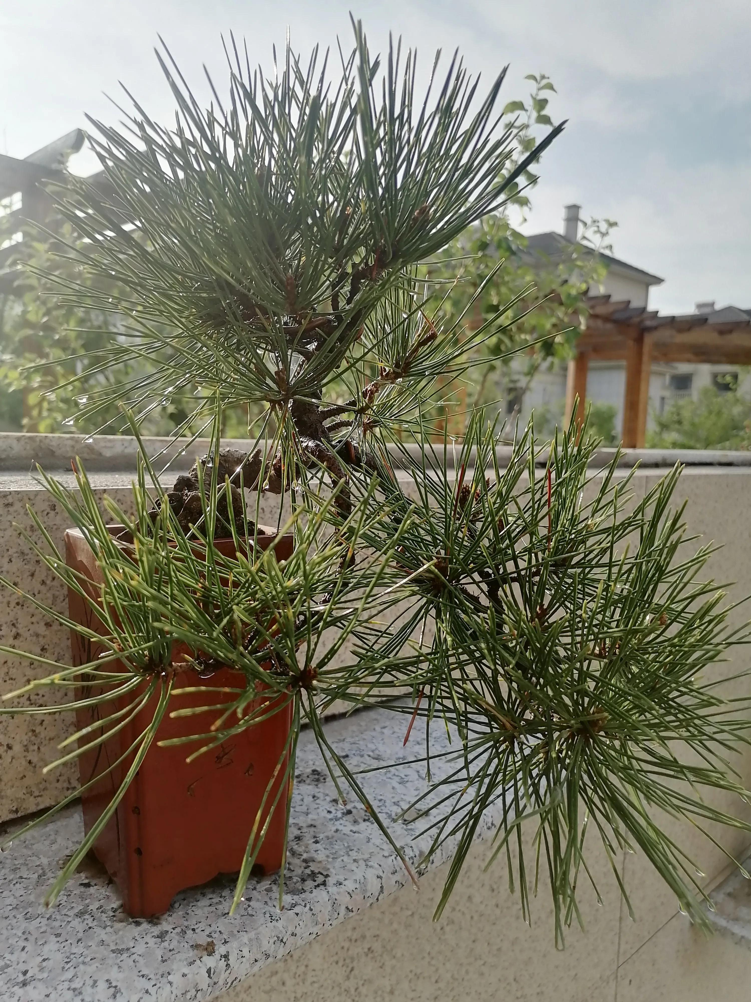 小松子历险记,松树公园历险记