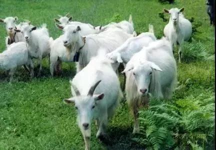 孝感的特产有哪些,孝感农产品特产有机食品