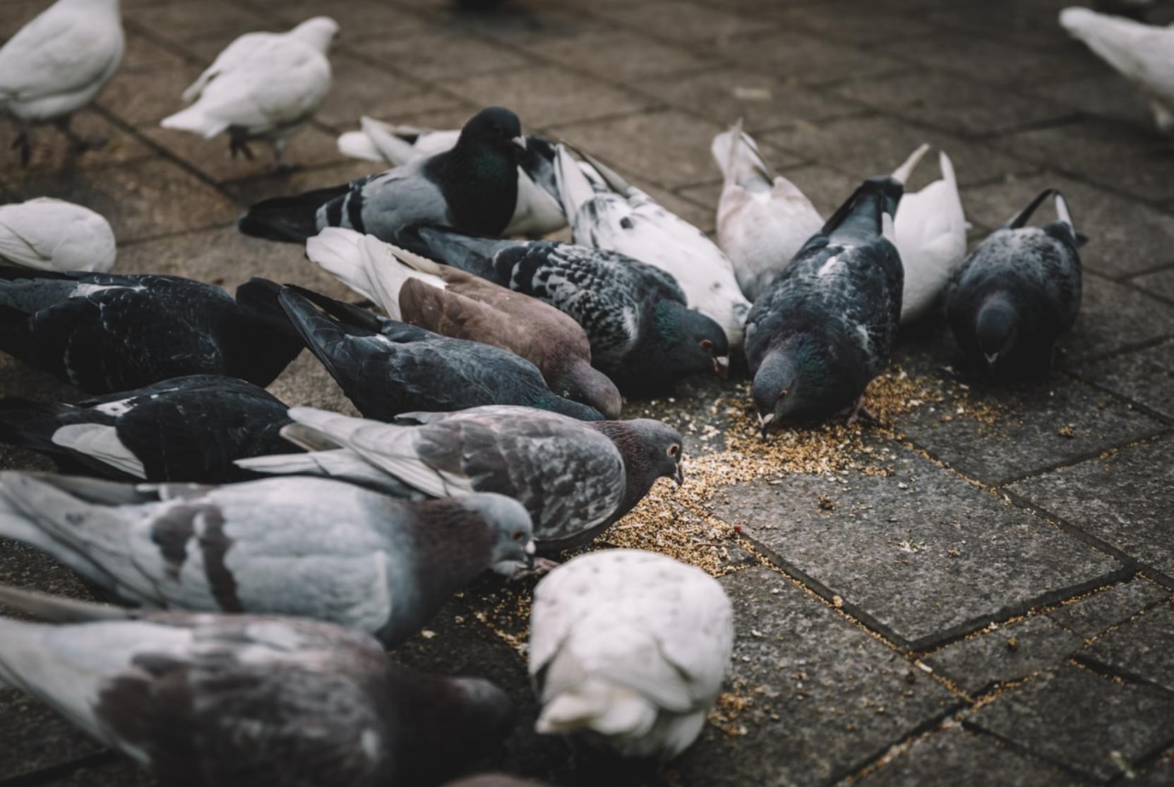 鸽子饮水里放什么药预防疾病,信鸽饮水的五个禁忌