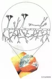 初中生物会考复习计划,初中生物会考复习资料全套