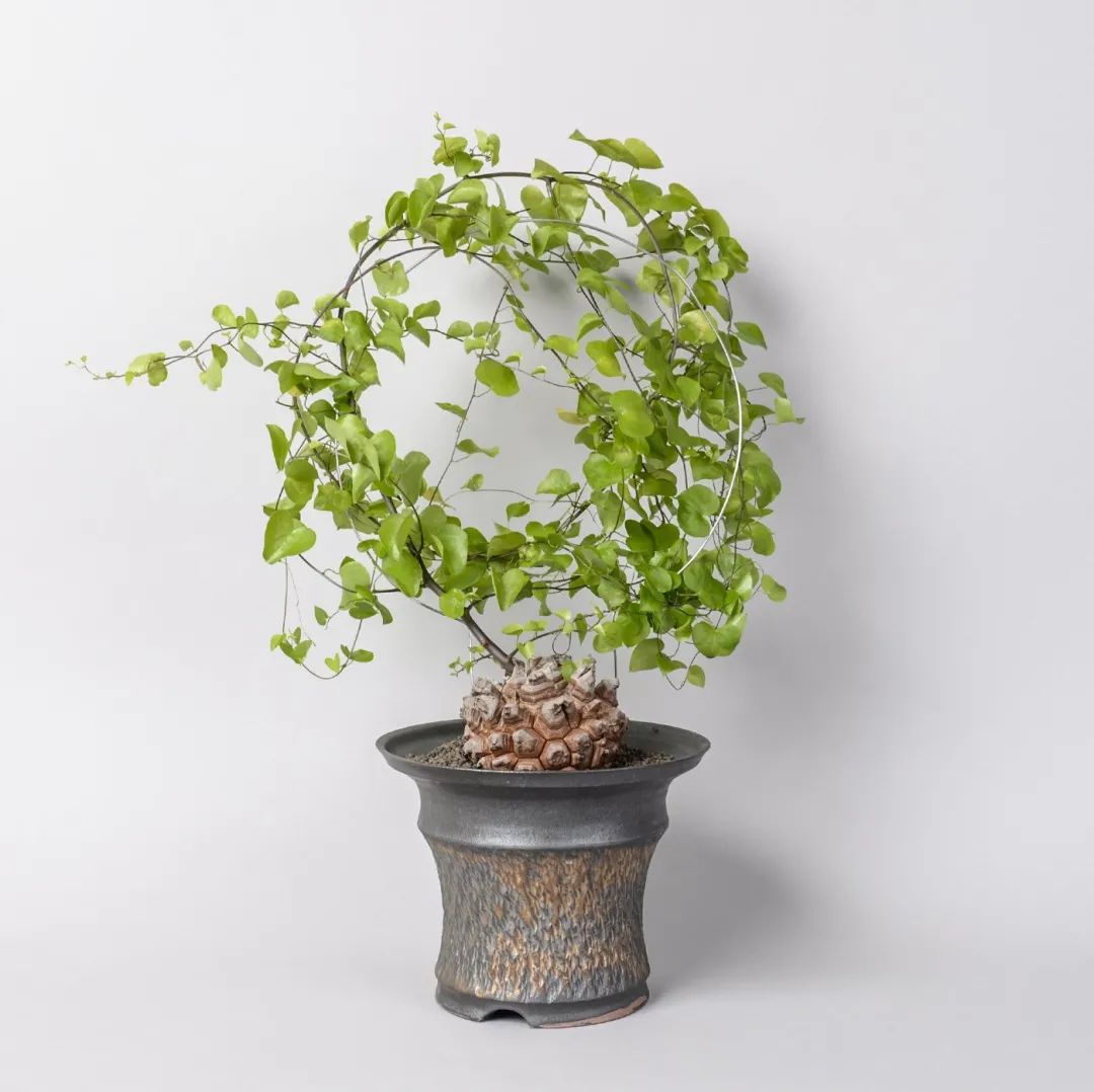 金盆洗手吧，植物杀手们