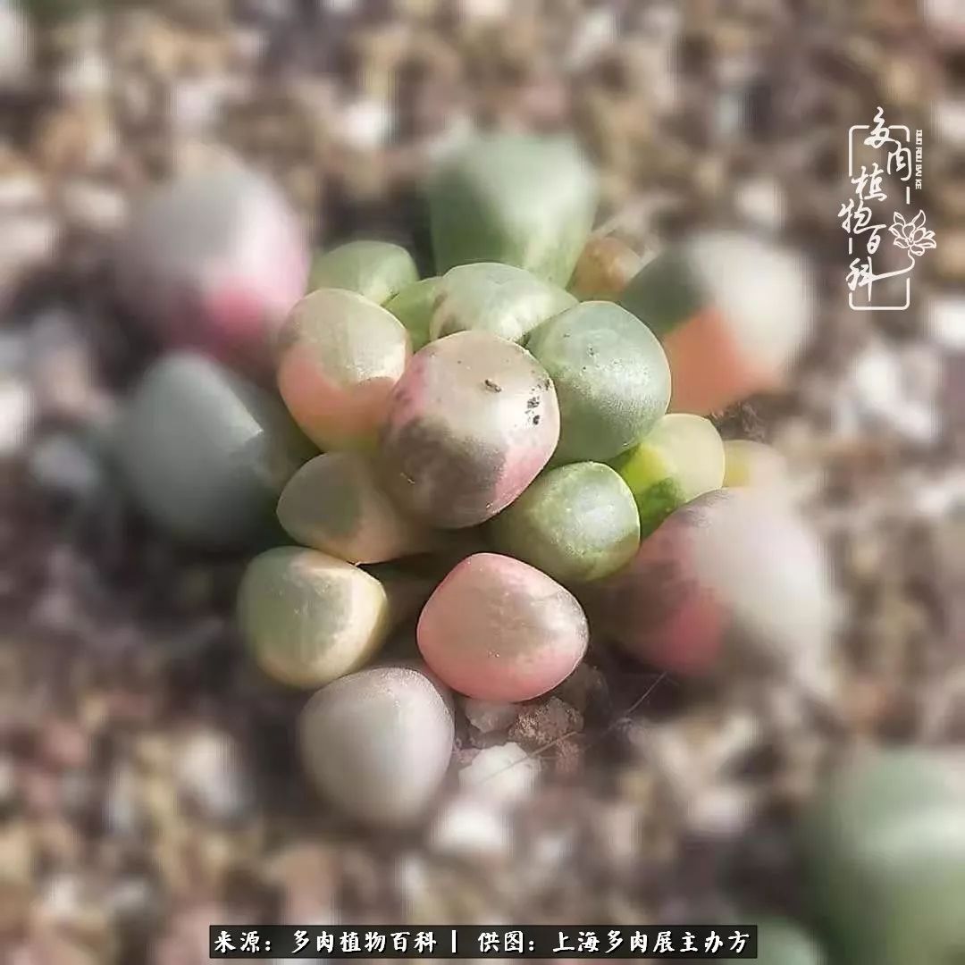 2023多肉展会直播,2023上海多肉植物展