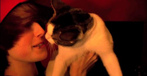 闻臭鞋、舔臭脚，猫主子是什么毛病