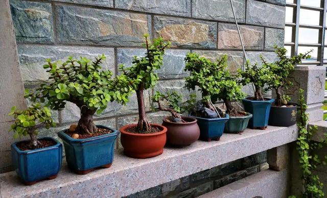 寓意财旺的花,十大吉祥花开图片