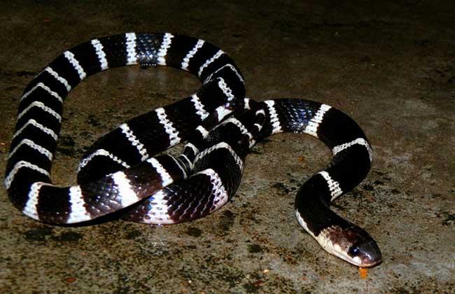 有毒蛇的蛇是真的吗,有毒蛇的小说大全