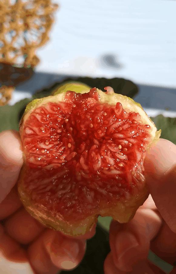 1看2捏3剥皮，妈，我终于会吃无花果了