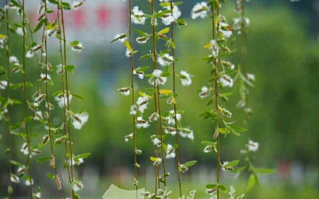 周密的词,周密诗词大全