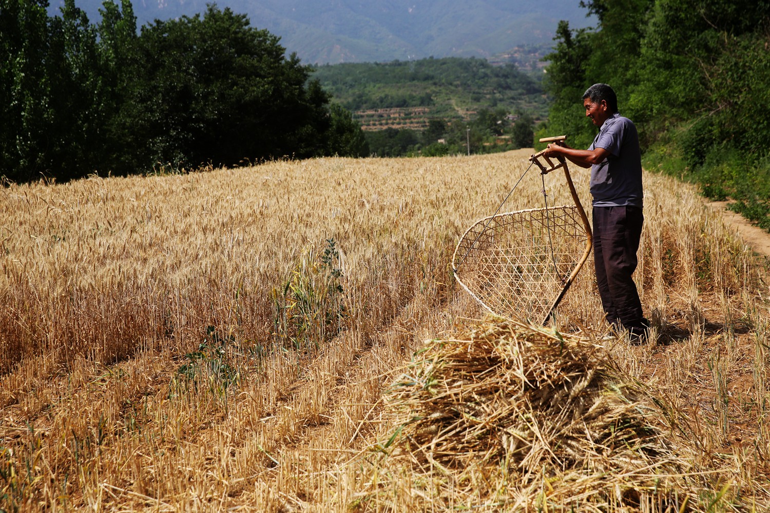 割麦神器大全视频,农民割麦用什么神器