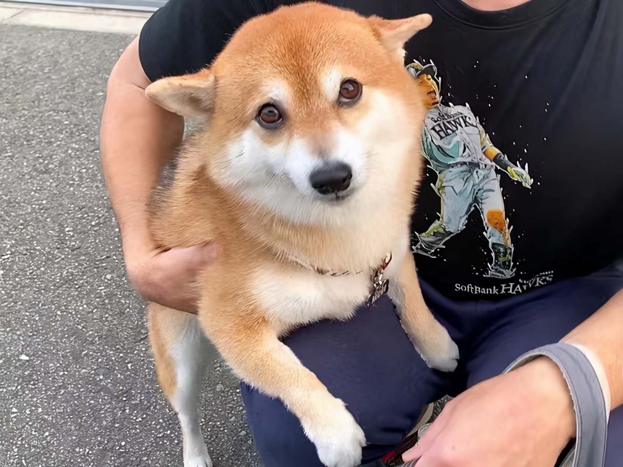 线上买柴犬靠谱的店,网上怎么买柴犬靠谱