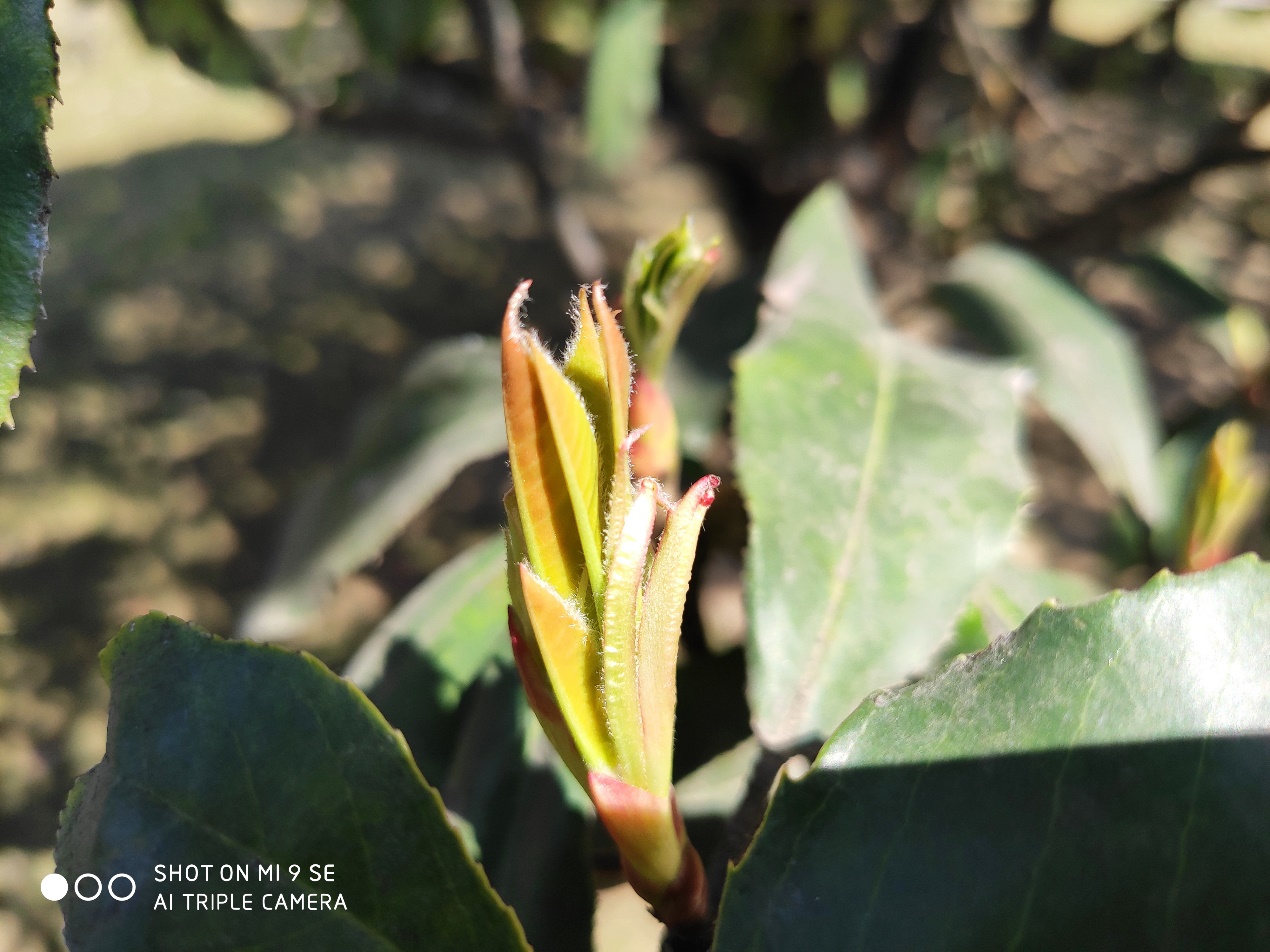 小米9se评测游戏,小米9se测评