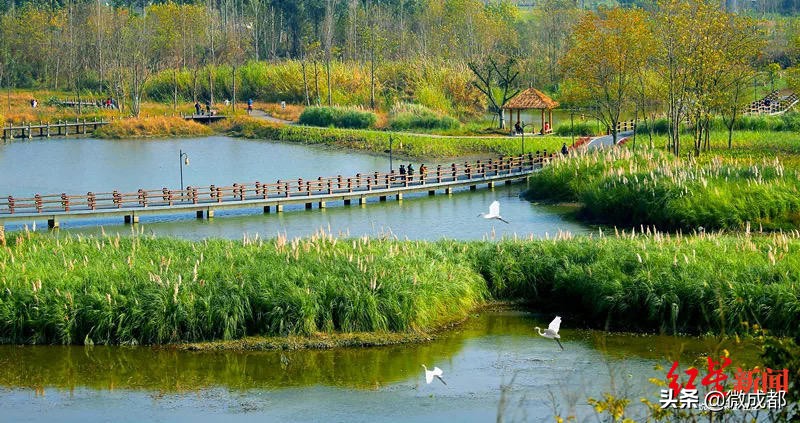 成都6号线湿地公园,成都地铁直达生态公园