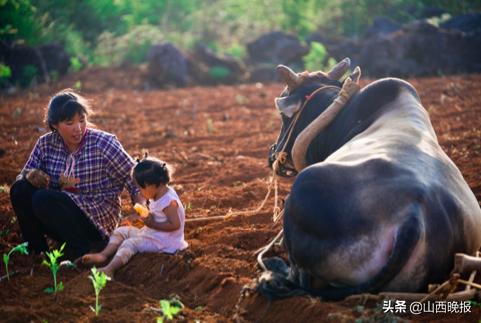 香甜的雪莲果,好吃的雪莲果哪里找