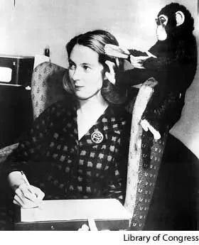 珍古道尔的传奇一生黑猩猩,珍·古道尔和黑猩猩