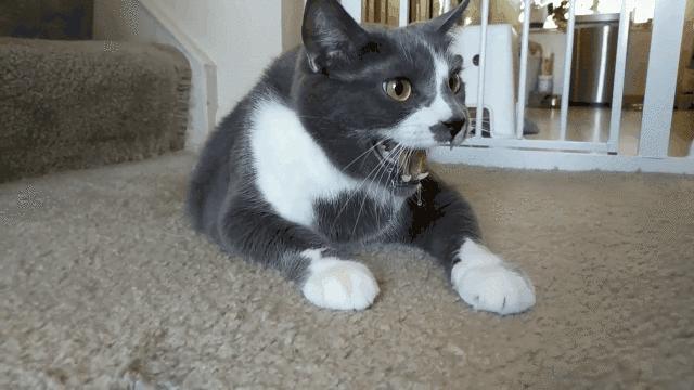 2分钟,夺走小猫咪的命