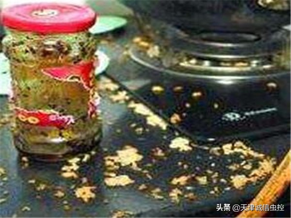 蟑螂卵怎么消灭最彻底最快,家里出现蟑螂以及蟑螂卵怎么消灭