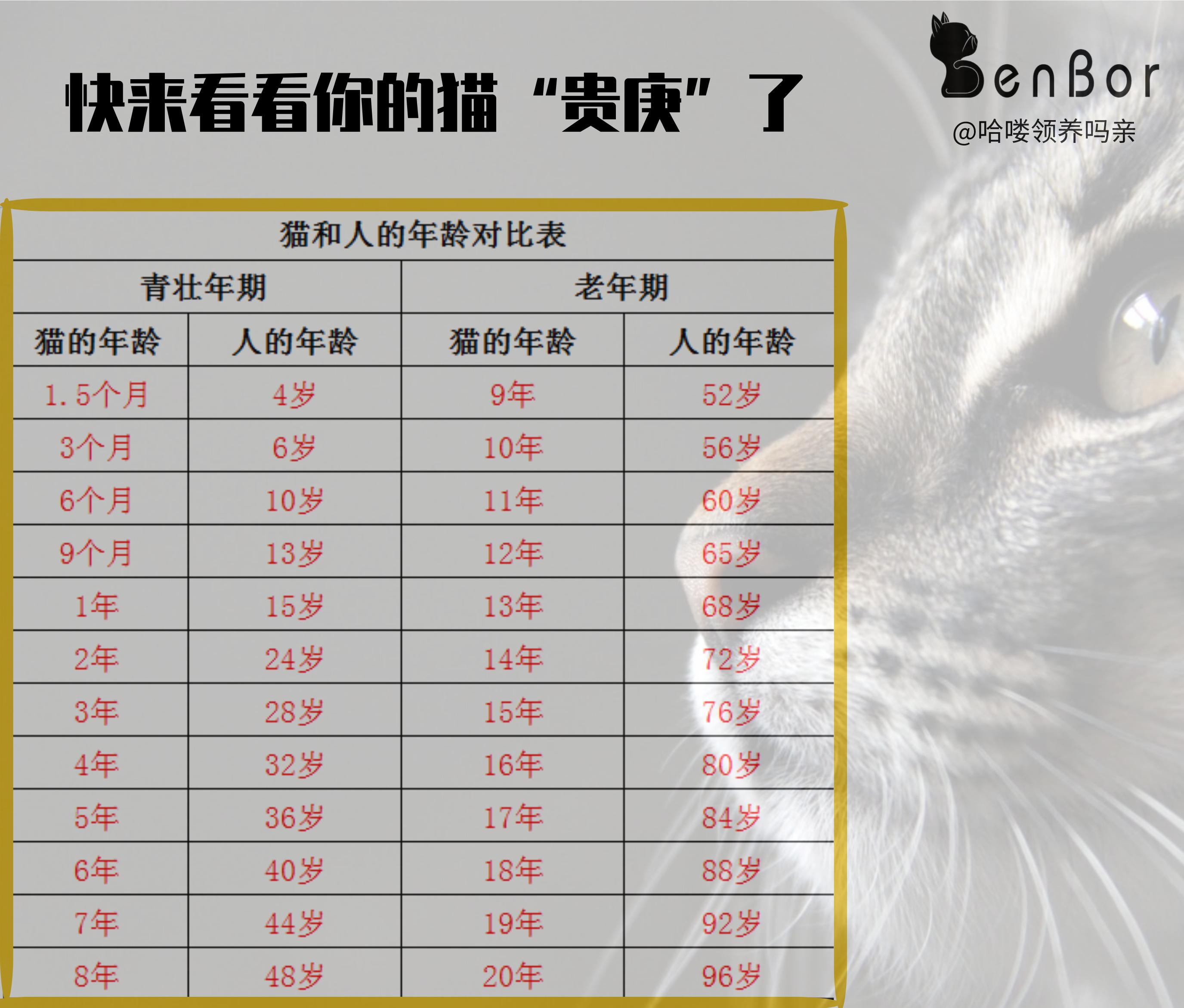 猫能活13年，你做好给猫咪养老的准备了吗？快收下这份养老手册