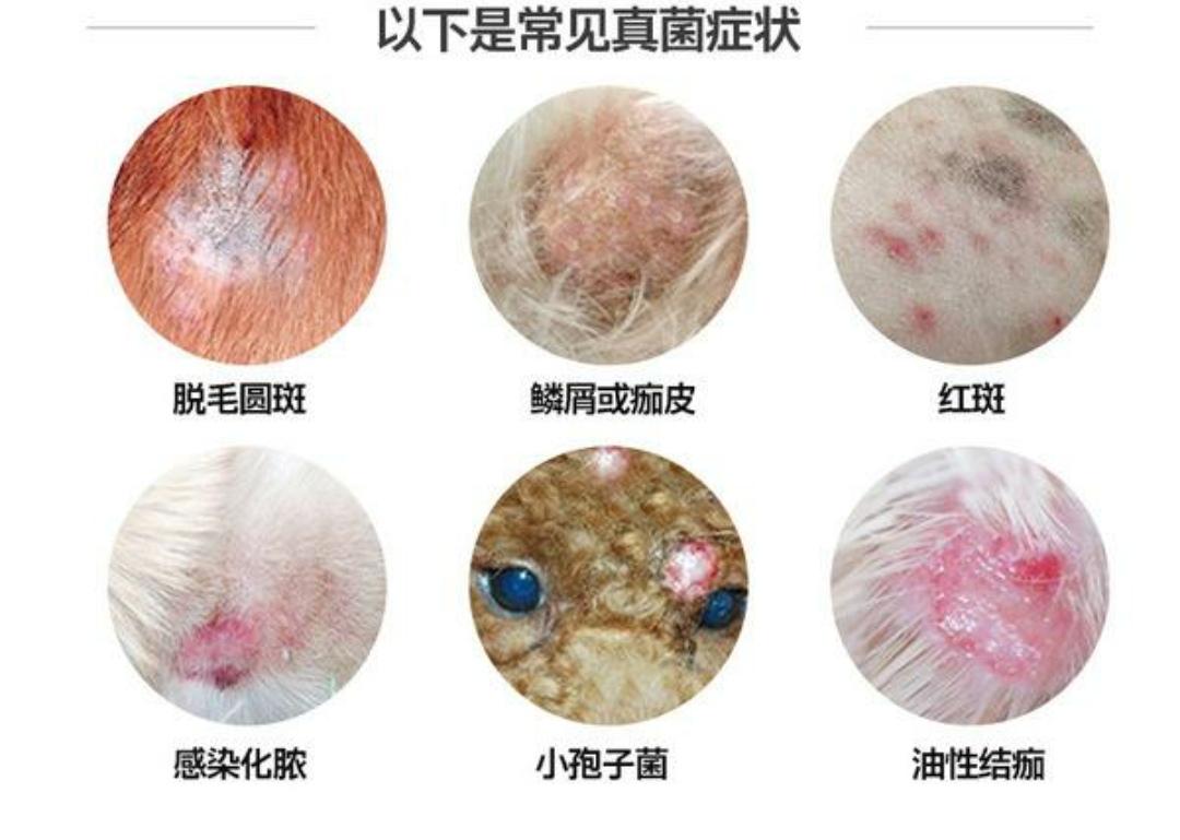 辟谣猫感染冠状病毒,辟谣猫咪谣言