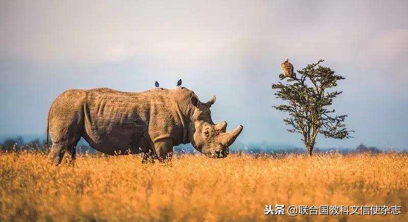 全球最后一头北方白犀牛去世,世界最后一只白犀牛什么时候死的