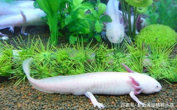 精品水族分享各种龙鱼,小毳