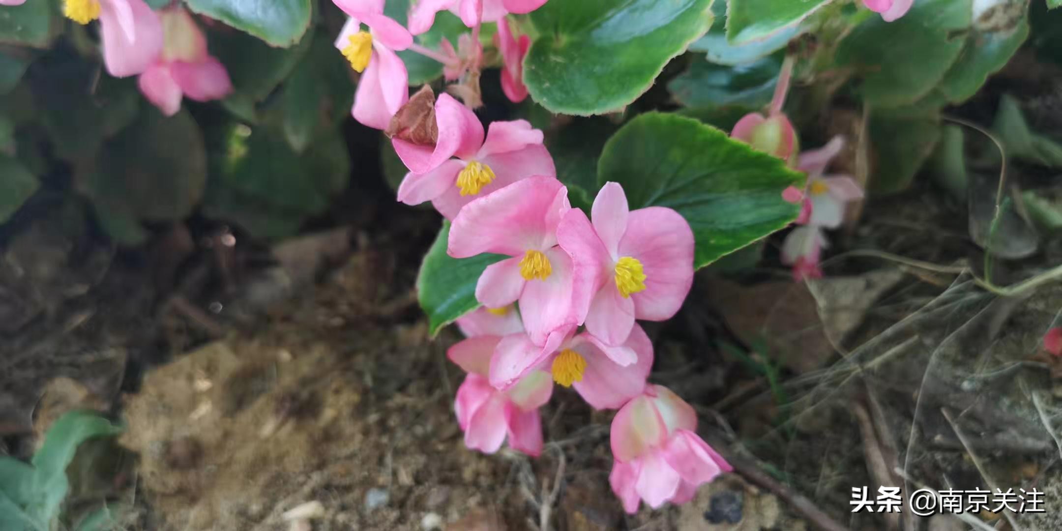 溧水三叶梦华苑有哪些好玩的地方,溧水三叶梦华苑秋天看什么