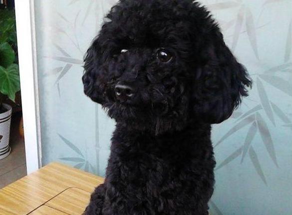 养泰迪不能吃的五大禁忌,养泰迪不给吃狗粮