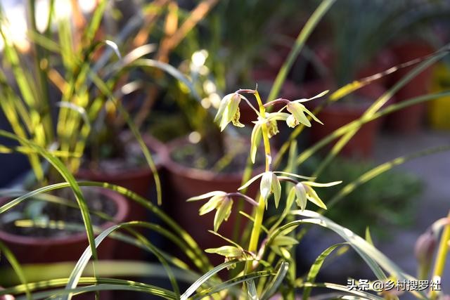 国花排名第一的兰花,兰花国花品种大全