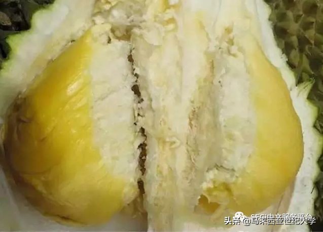 马来西亚榴莲品种大全,马来西亚d14榴莲是什么品种