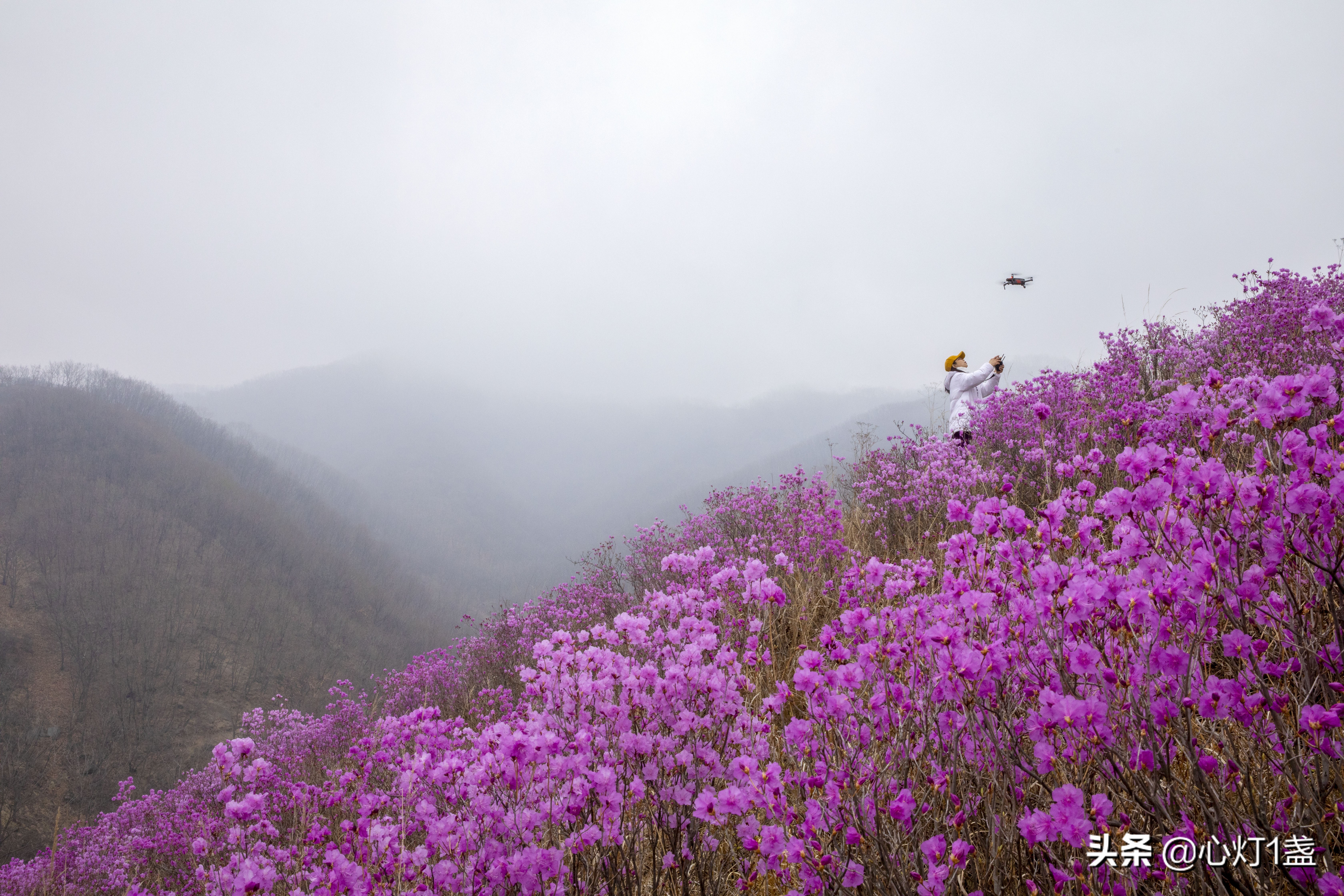岫岩映山红花海要门票吗,岫岩黄岭映山红花期