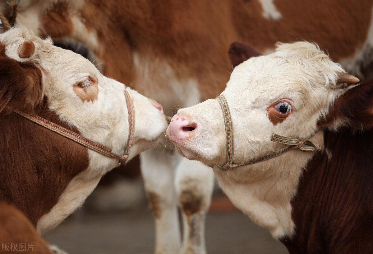 发热黄疸型牛病的鉴别诊断与治疗
