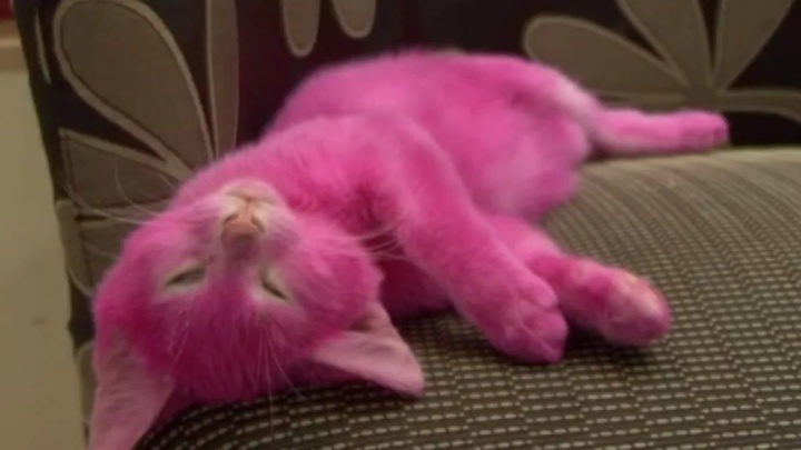 可以给小狗染色吗,小狗被染色