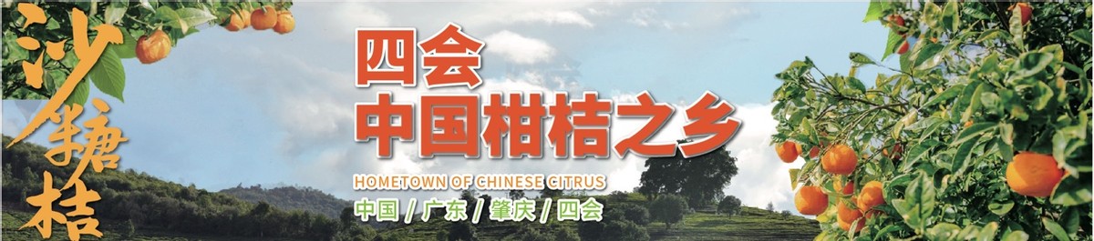 四会哪里有沙糖桔种植基地,四会桔子小镇沙糖桔