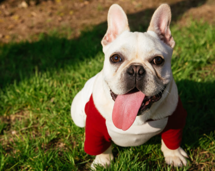 法斗吃哪个狗粮最好,法斗应该吃什么狗粮好