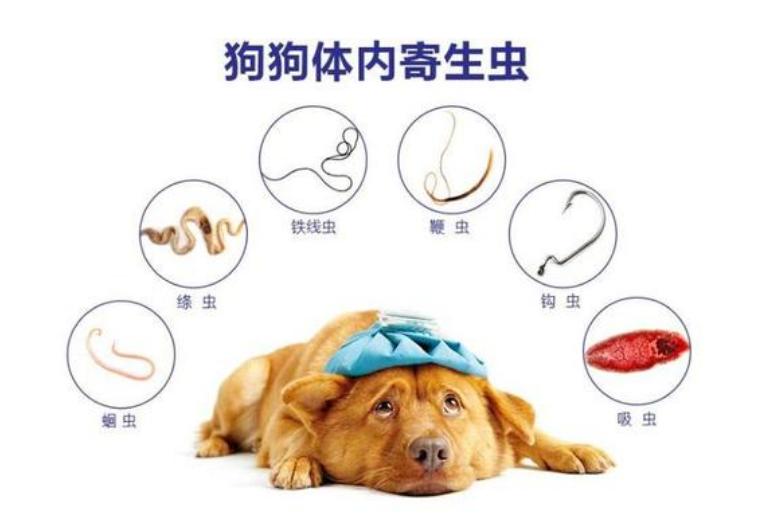 狗狗身体有虫哪几种表现,狗狗出现这六种症状