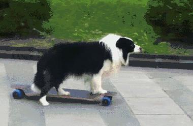 推荐你养这几种狗聪明又招财,这几种狗越养越值钱