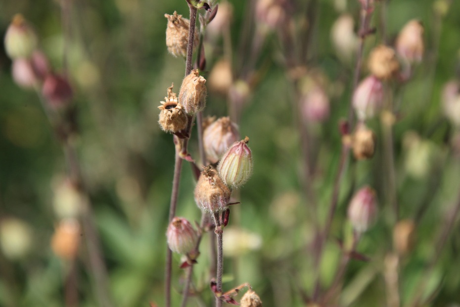 米亚罗-大美理礼县